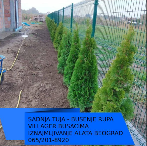 sadnja tuja busenje rupa beograd benzinski busac rupa auger svrdlo